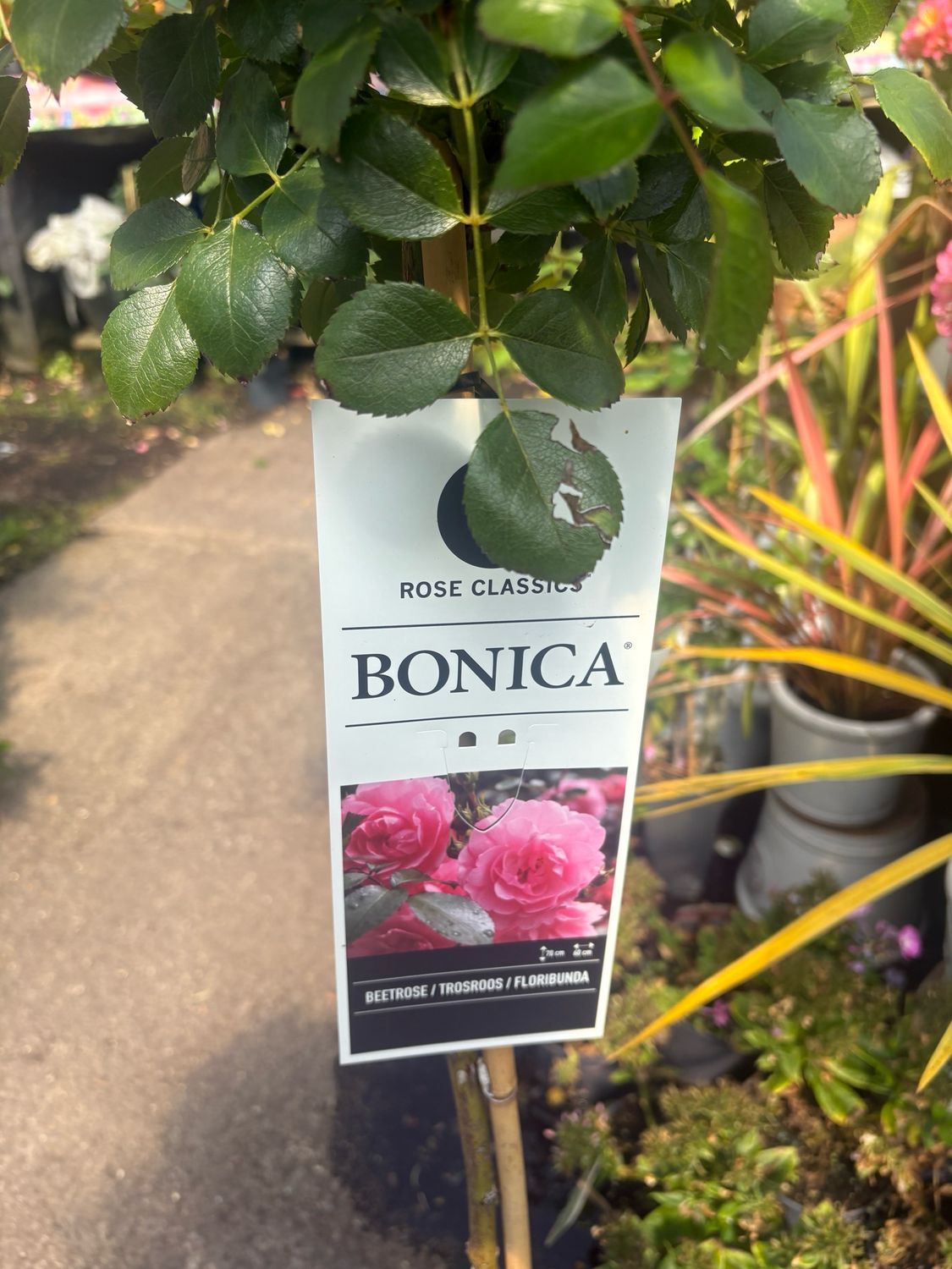 Rose Tree  Bonica STANDARD TREE ROSE BONICA  ..flowers are a perfect pink   and flower non stop from June until October . . Loved by bees and pollinators . Plant in a sunny and free draining spot.