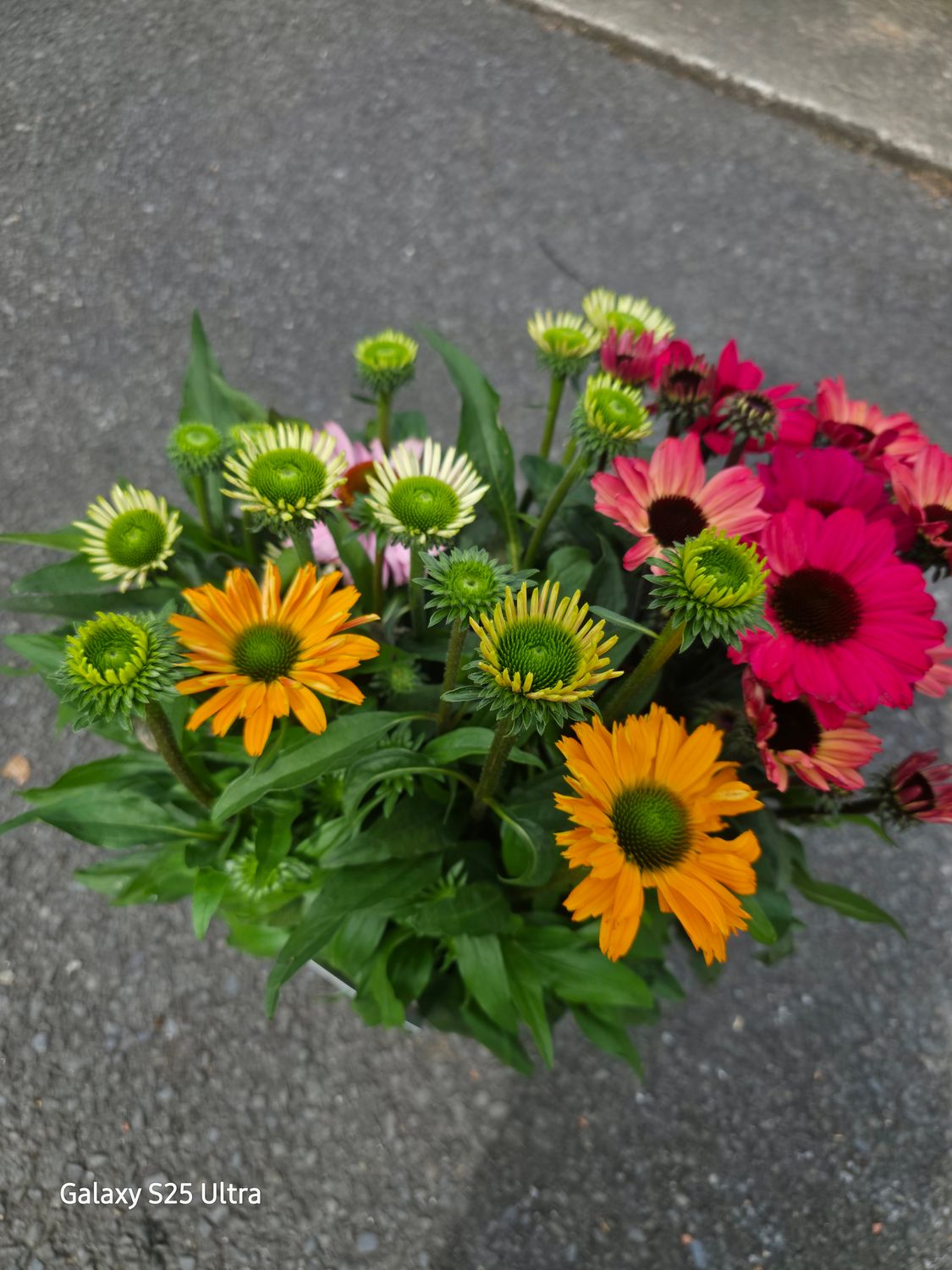 Echinacea  TRIO Mix