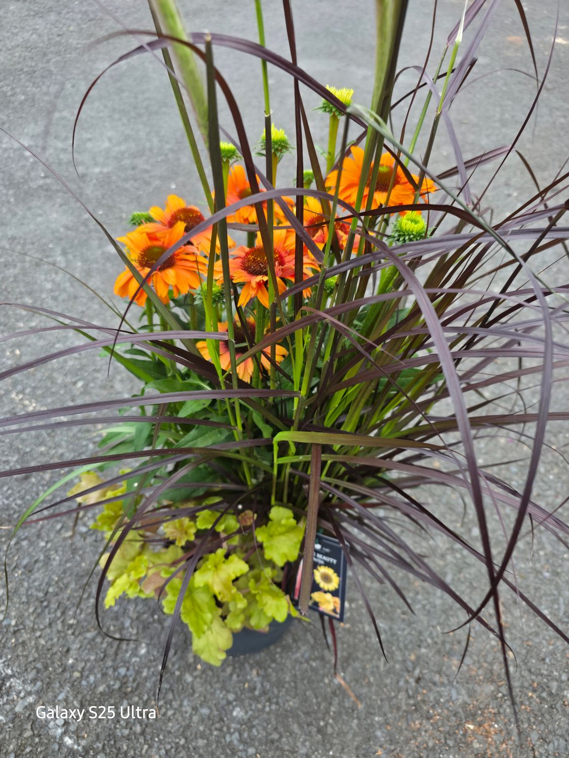 Triple Beauty -&#39;&#39;Berlin&#39;&#39;  pot combo that last for years!!!