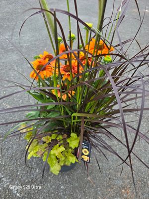 Triple Beauty -&#39;&#39;Berlin&#39;&#39;  pot combo that last for years!!!