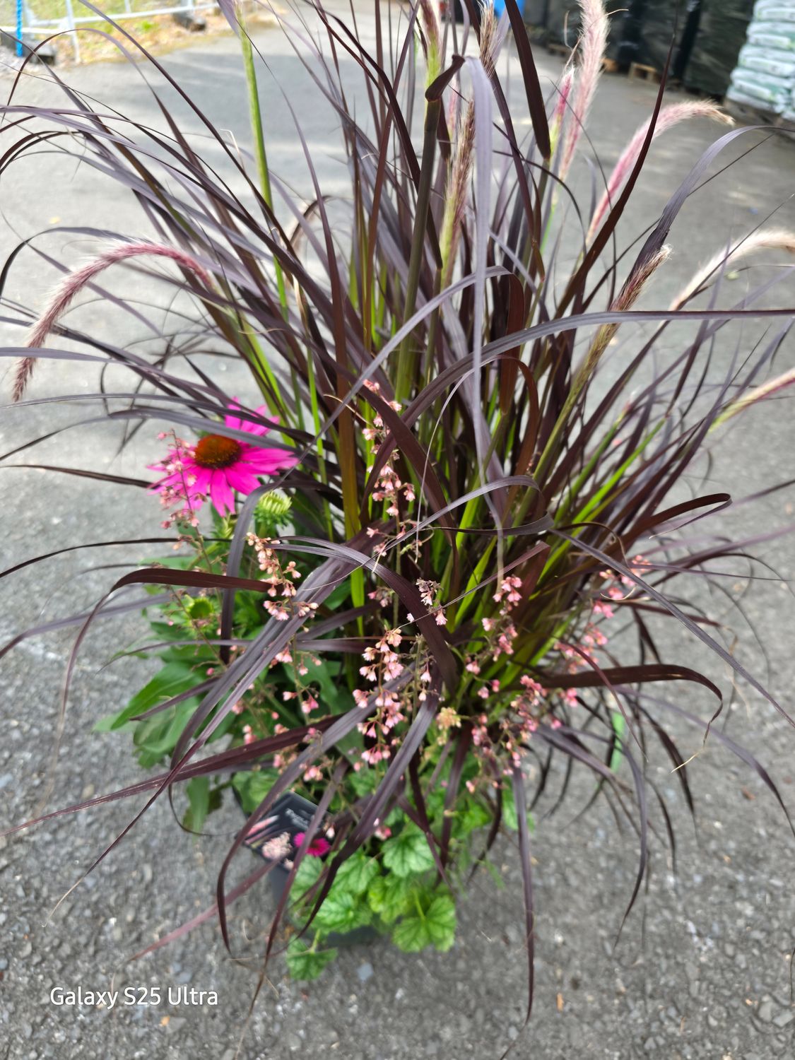 Triple Beauty -&#39;&#39;Stockholm&#39;&#39;  pot combo that last for years!!!