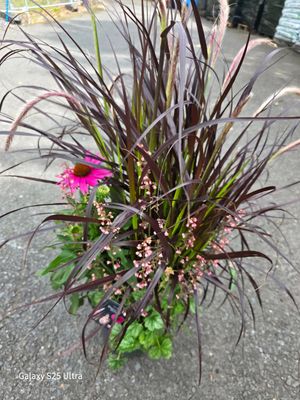 Triple Beauty -&#39;&#39;Stockholm&#39;&#39;  pot combo that last for years!!!