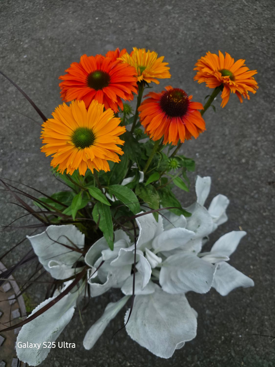 Triple Beauty -&#39;&#39;Dublin&#39;&#39;  pot combo that last for years!!!