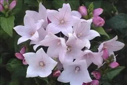 Pink Balloon Flower - Platycodon