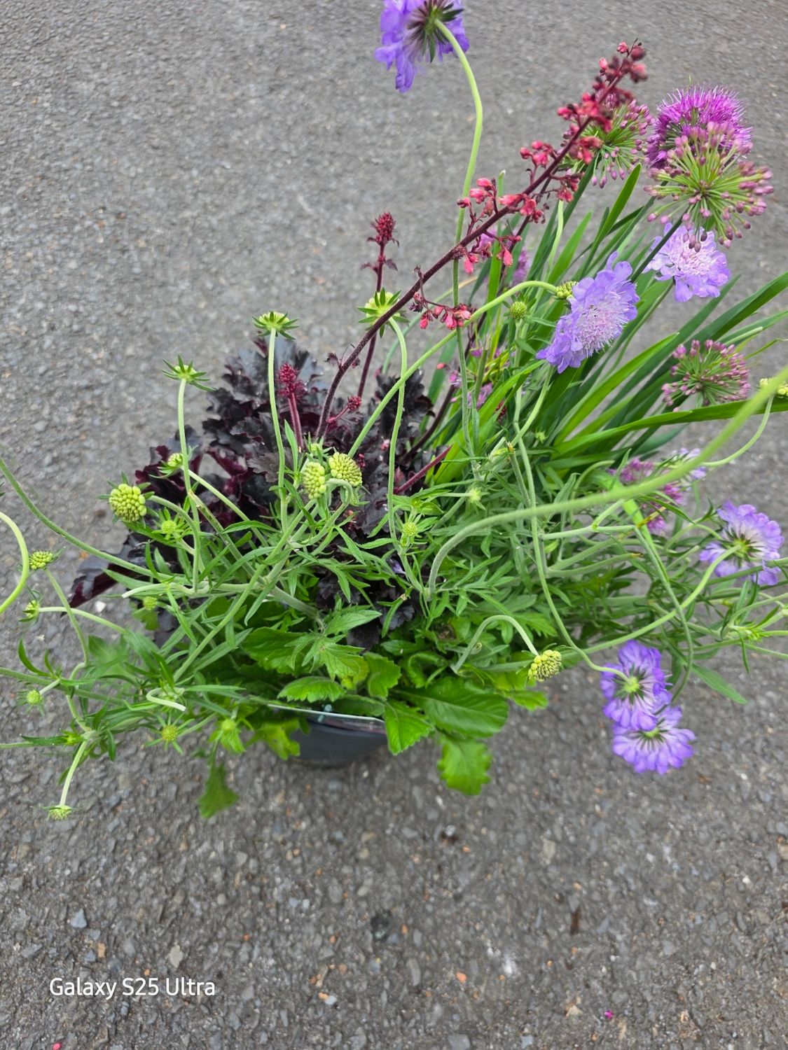 Triple Beauty -&#39;&#39;London&#39;&#39;  pot combo that last for years!!!