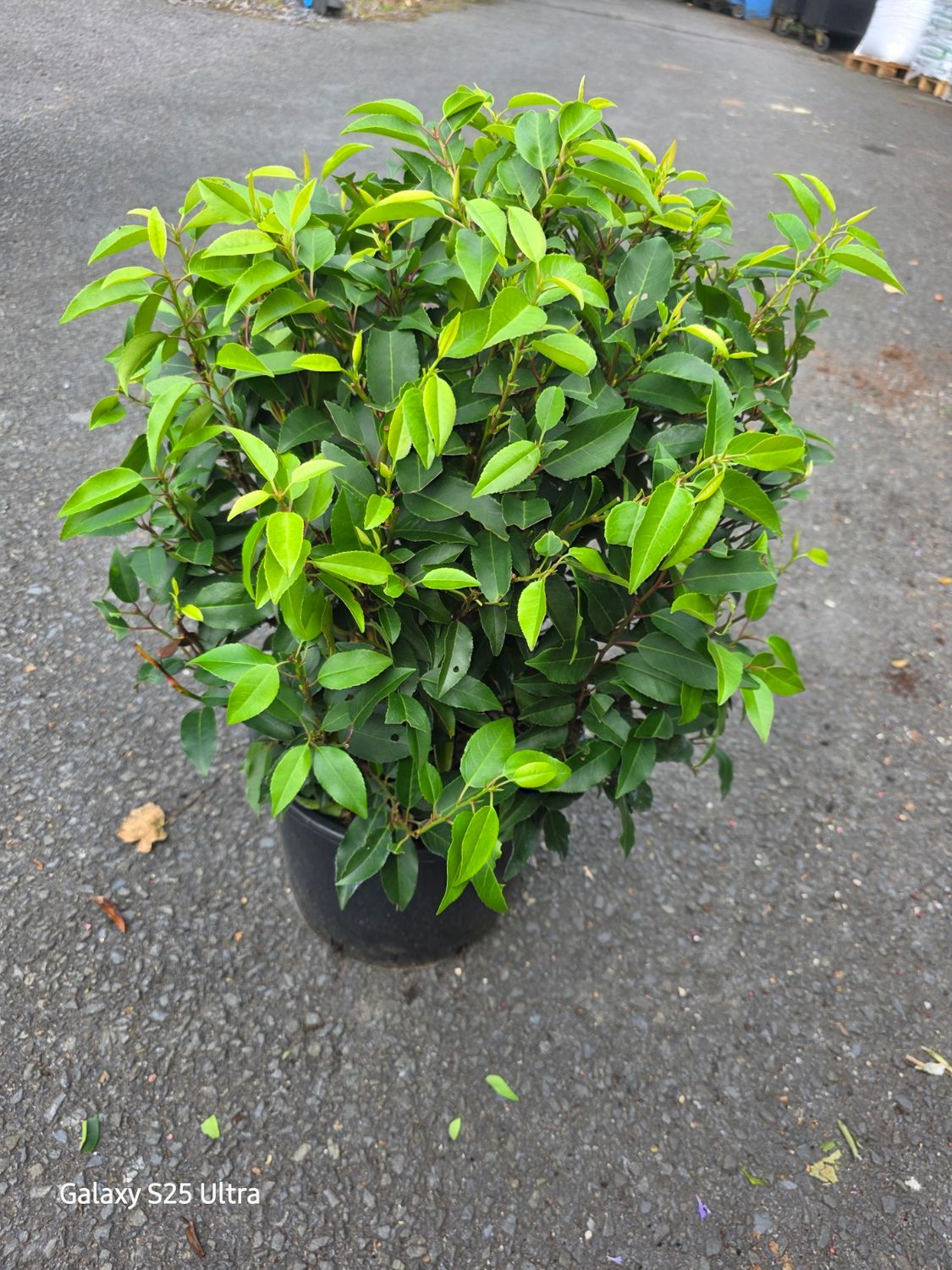 Prunus lusitanica Angustifolia Ball Large