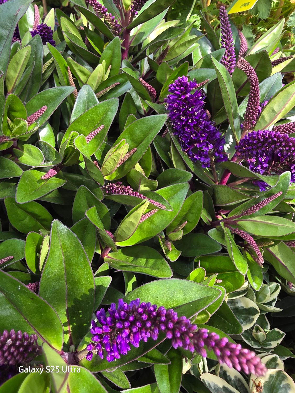 Hebe purple