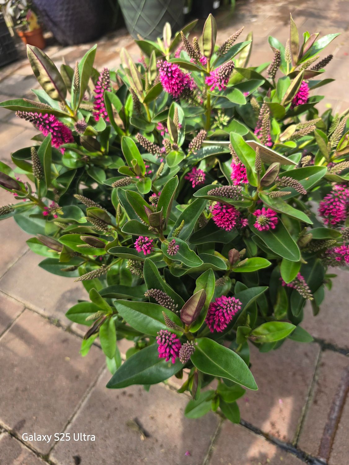 Hebe pink