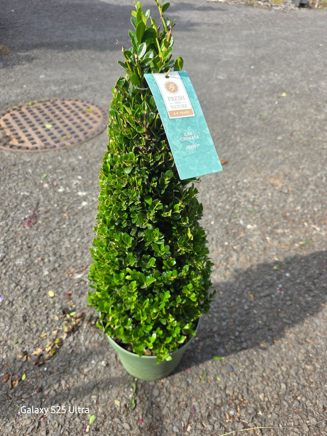 Ilex Jenny cone