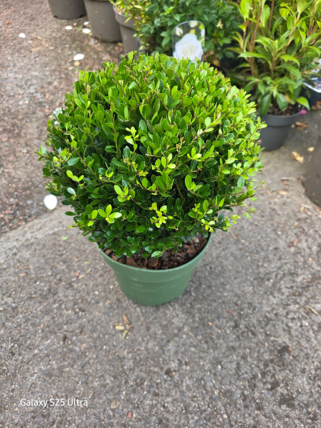 Ilex Jenny ball