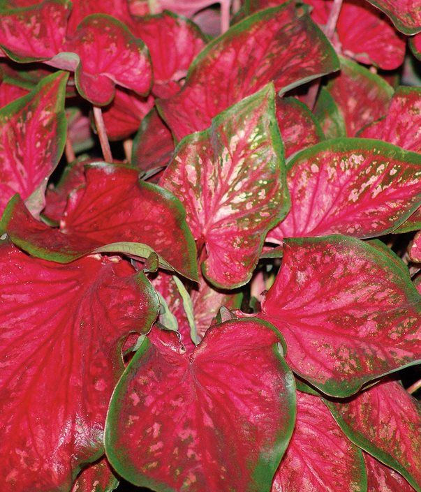 Caladium Angel Wings &#39;Red Rum&#39;