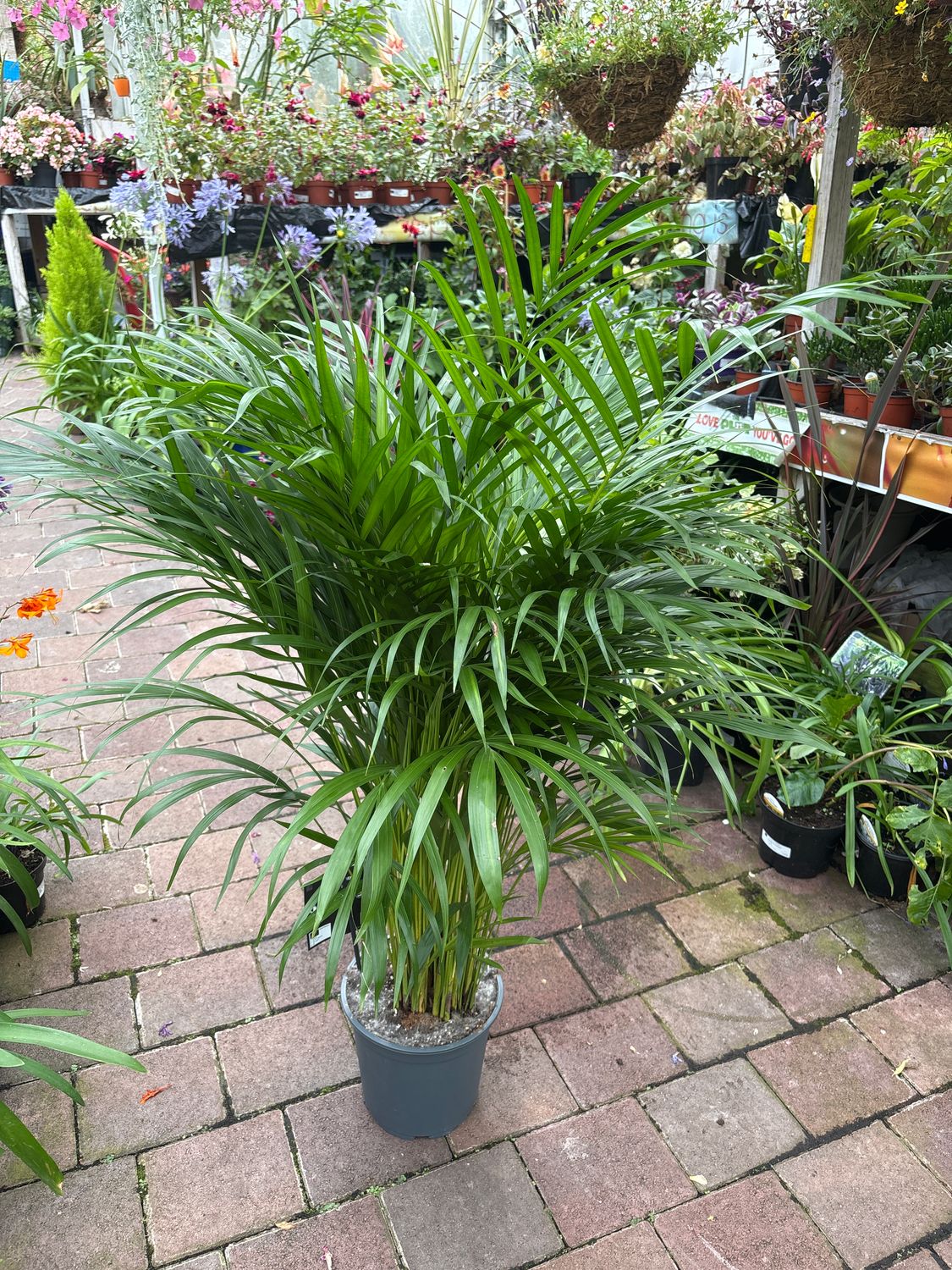 Areca (Dypsis)