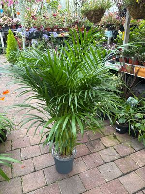 Areca (Dypsis)