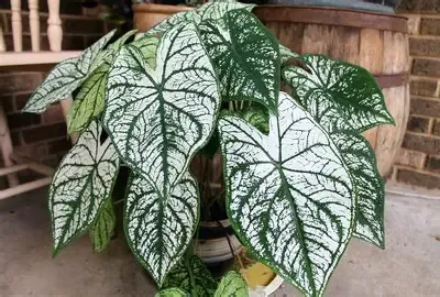 Caladium Angel Wings &#39;Speckled Zebra&#39;