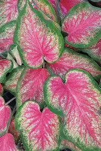 Caladium Angel Wings &#39;Pink Charmer&#39;