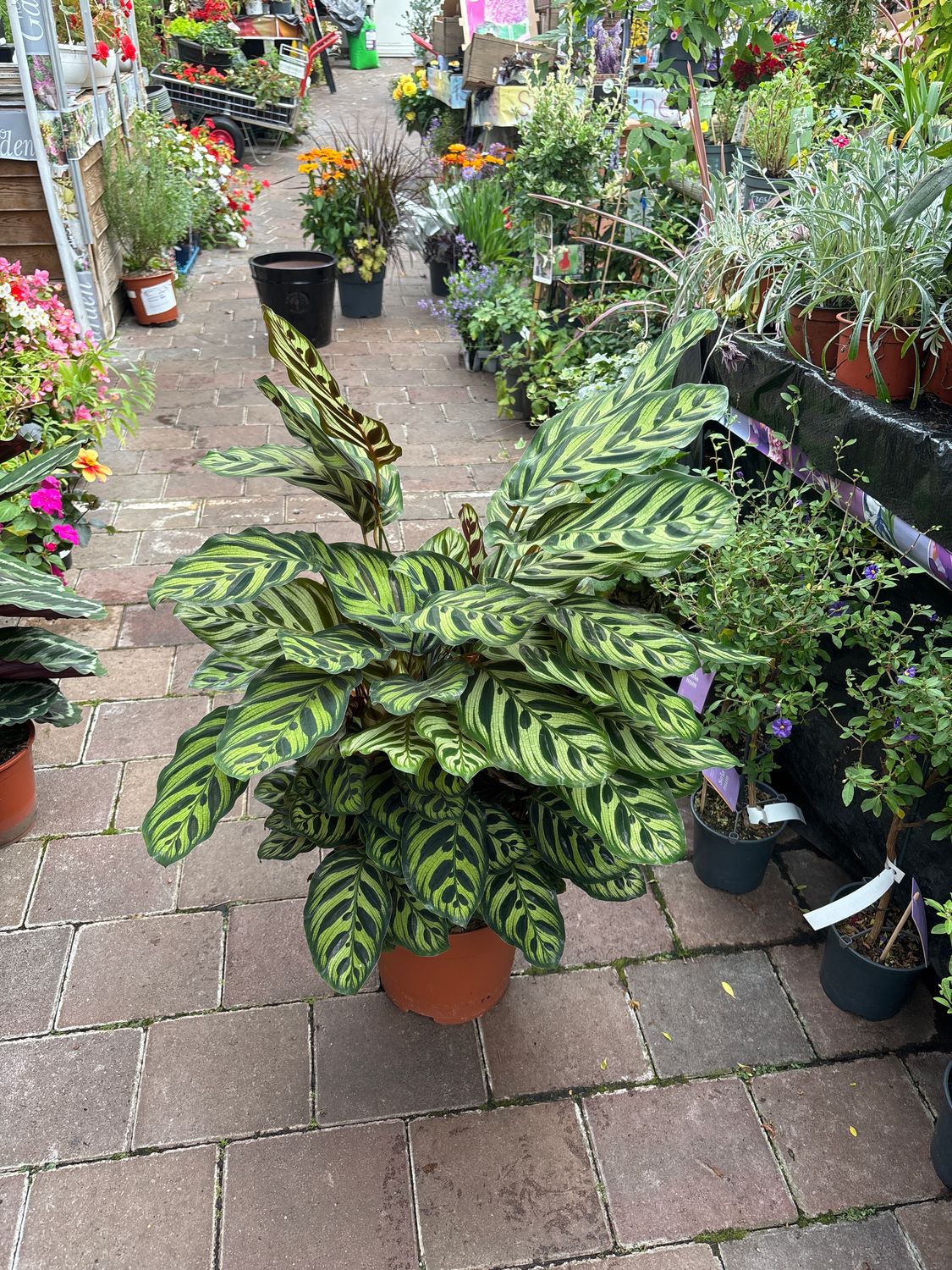 Calathea makoyana (Peacock plant)