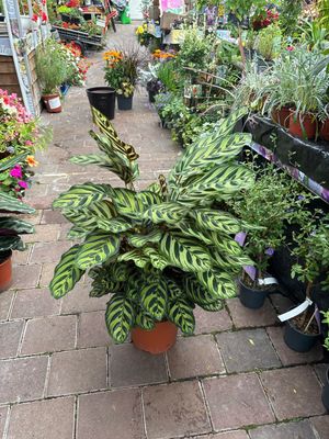 Calathea makoyana (Peacock plant)
