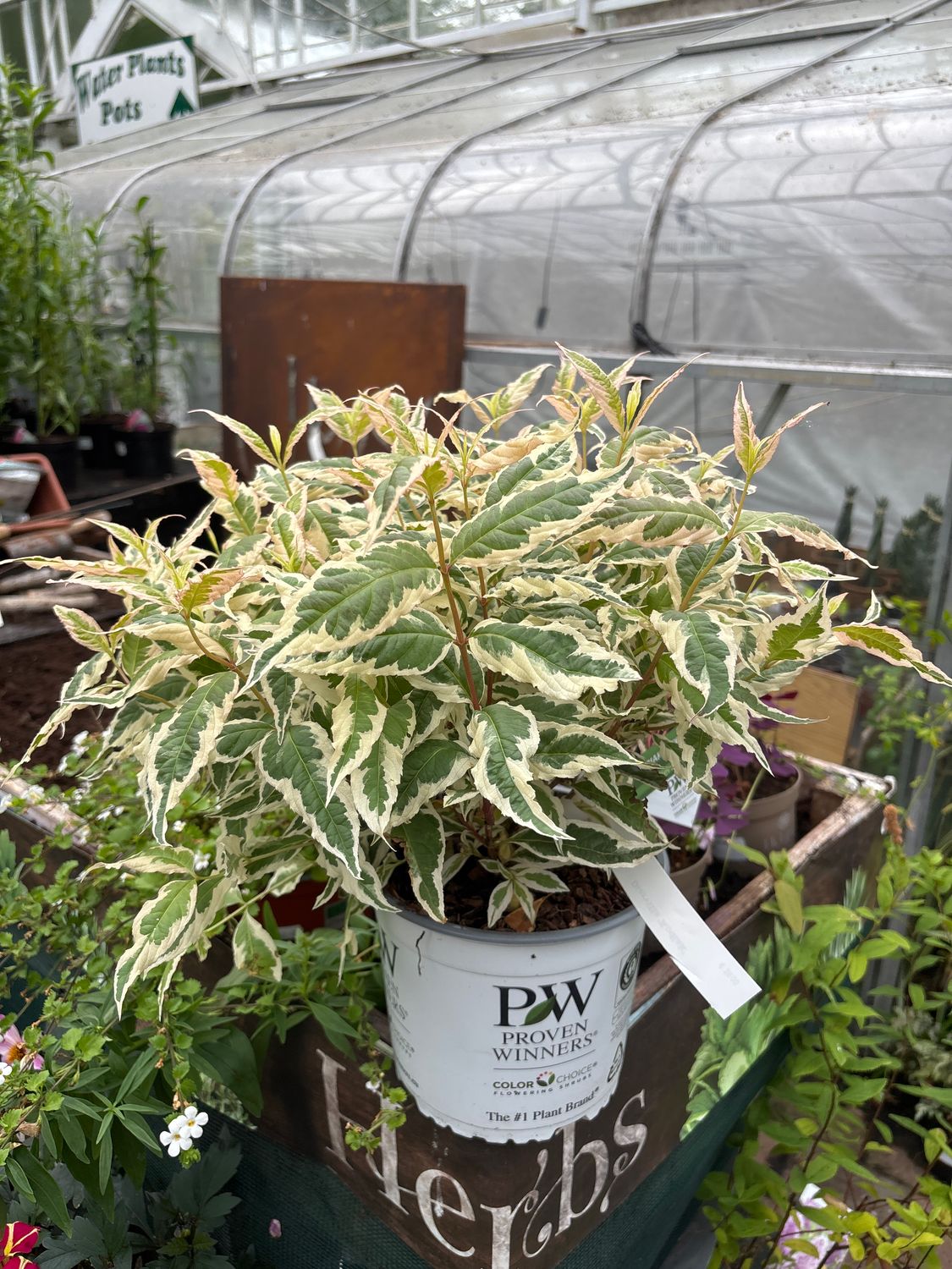 DIARVILLA KODIAC , hardy with colourful cream and pink foliage foliage .Yellow flowers from July to October. Winter hardy to -25 . Good in pots or beds . Planting time is from now . Final height 70cm