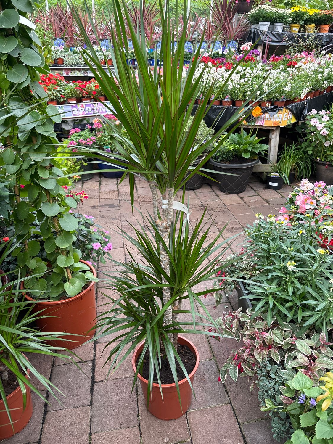 Draceana marginata - Dragon Tree