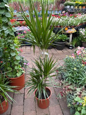 Draceana marginata - Dragon Tree