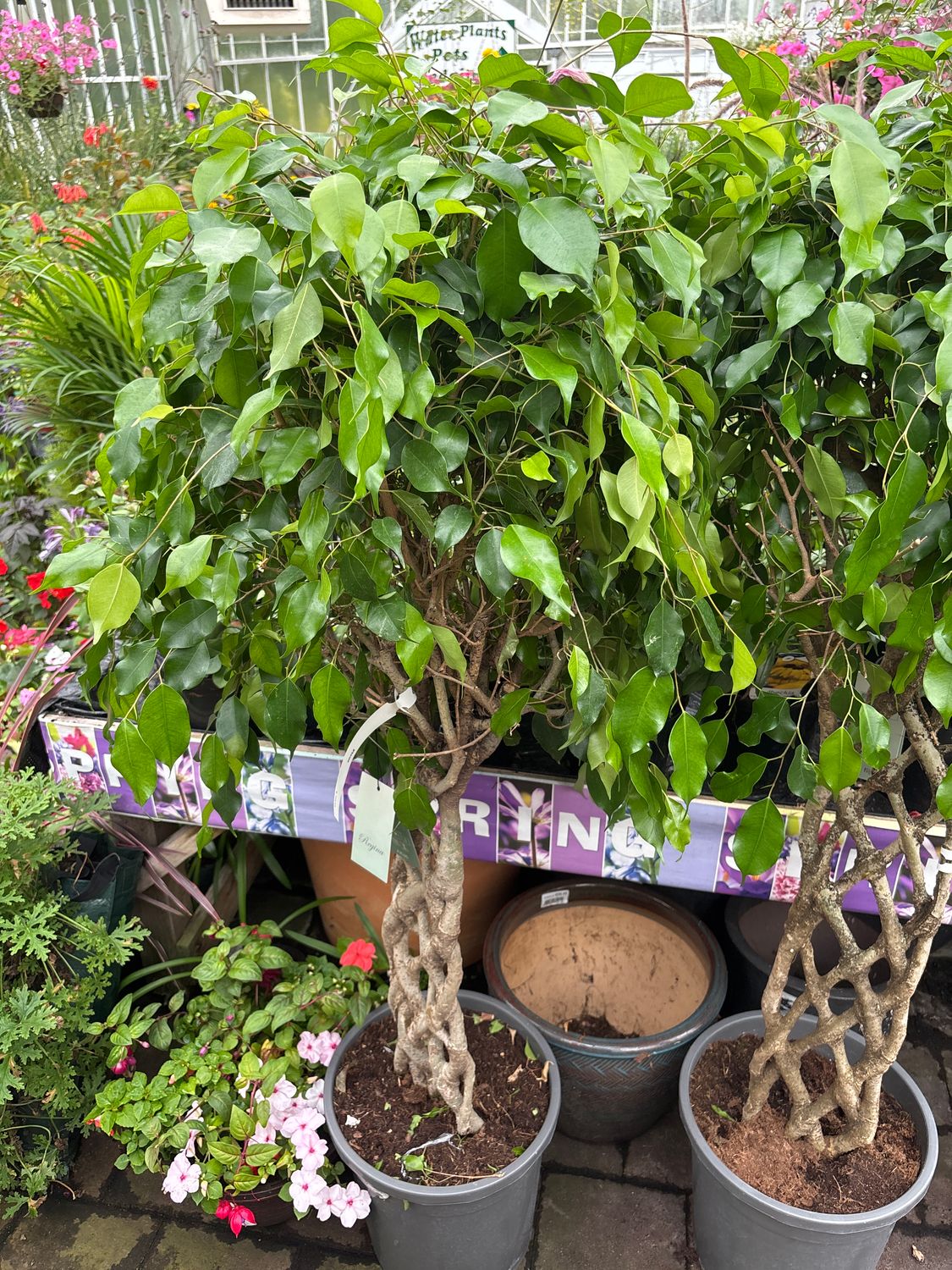 Ficus Lattice Fig