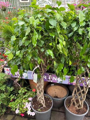 Ficus Lattice Fig