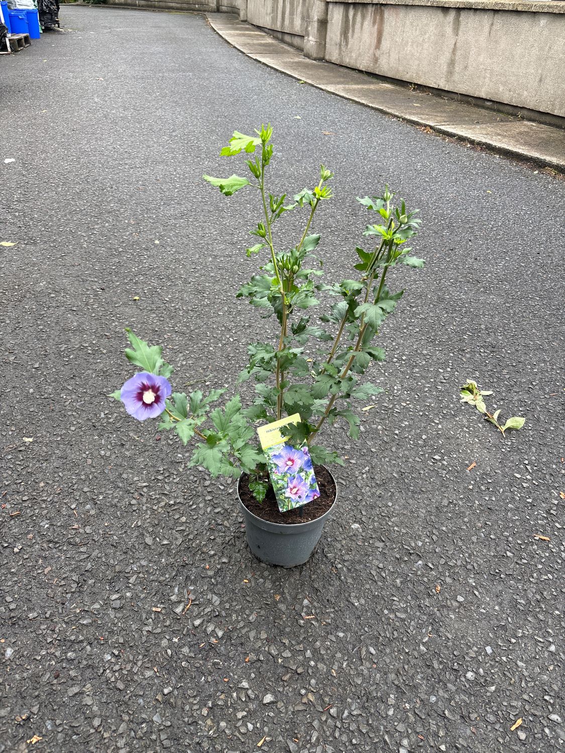 Hibiscus ‘Marina’