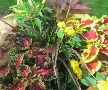 Ready to Go Pot Combos