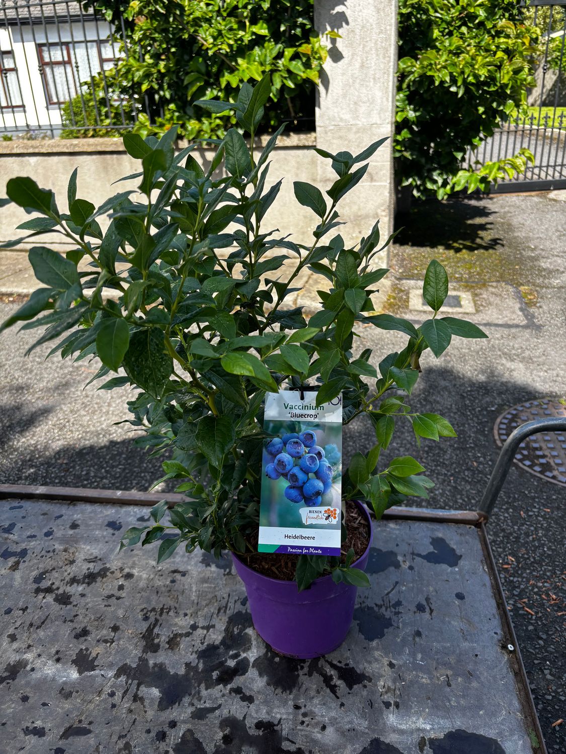 Blueberry &#39;Bluecrop&#39; is a reliable blueberry with heavy crops of large fruit!