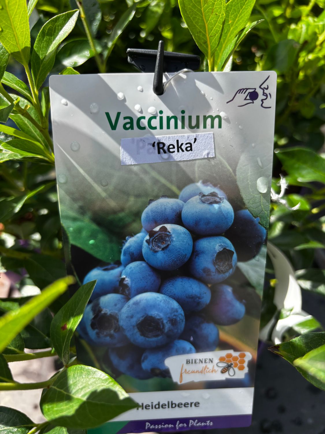 Blueberry &#39;Reka&#39; is a reliable blueberry with heavy crops of large fruit!