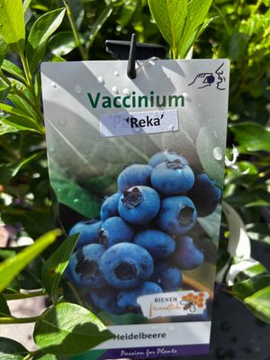 Blueberry &#39;Reka&#39; is a reliable blueberry with heavy crops of large fruit!