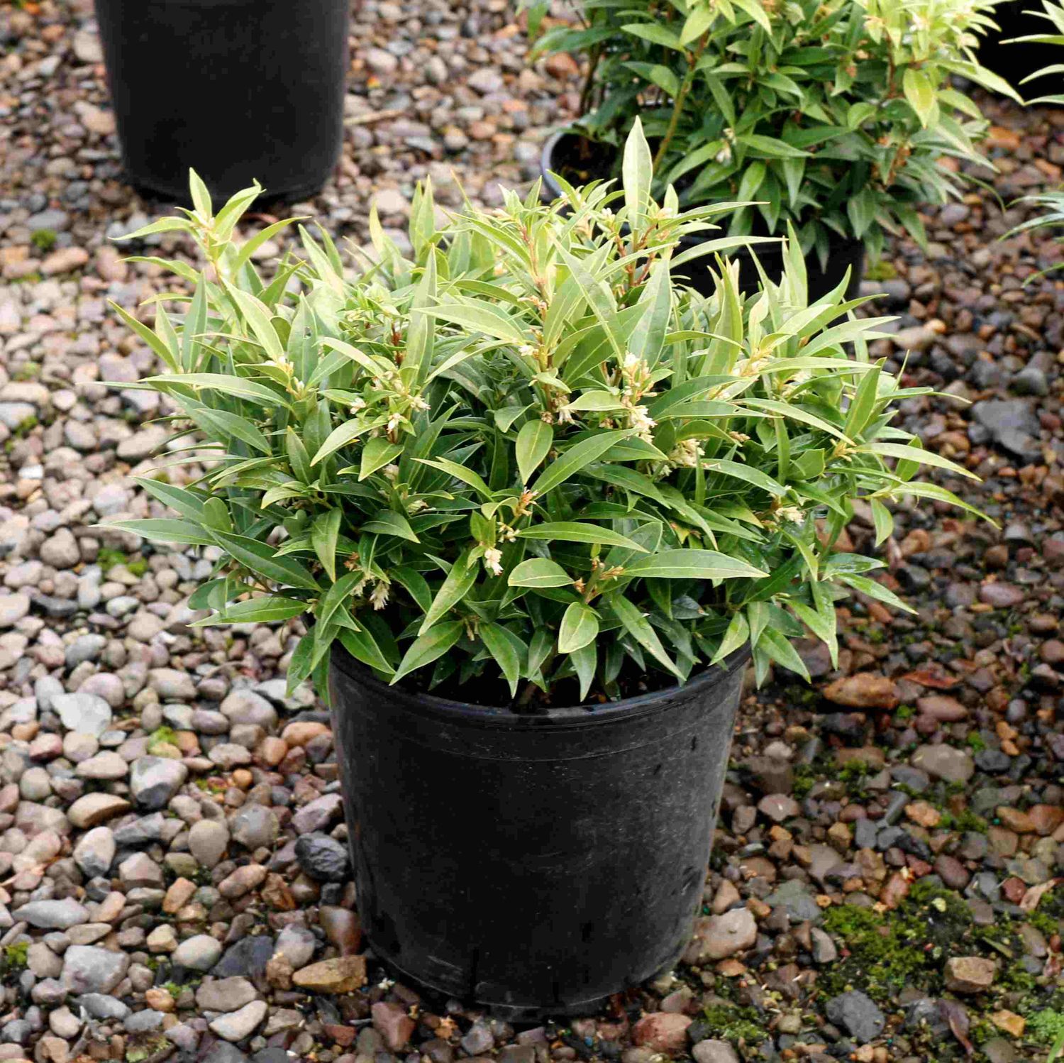 Sarcococca SWEET BOX Fragrant Valley