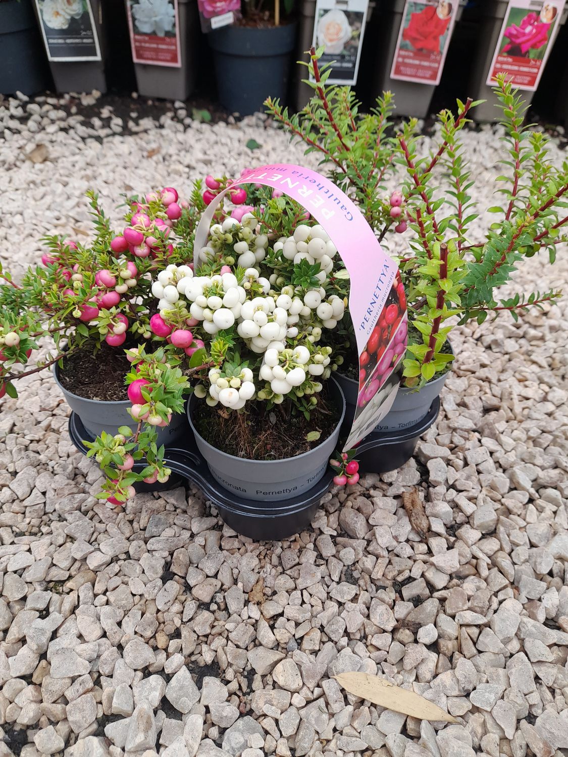 Mixed Pernettya Pink &amp; White, male &amp; female hardy evergreen shrubs with pink and white berries