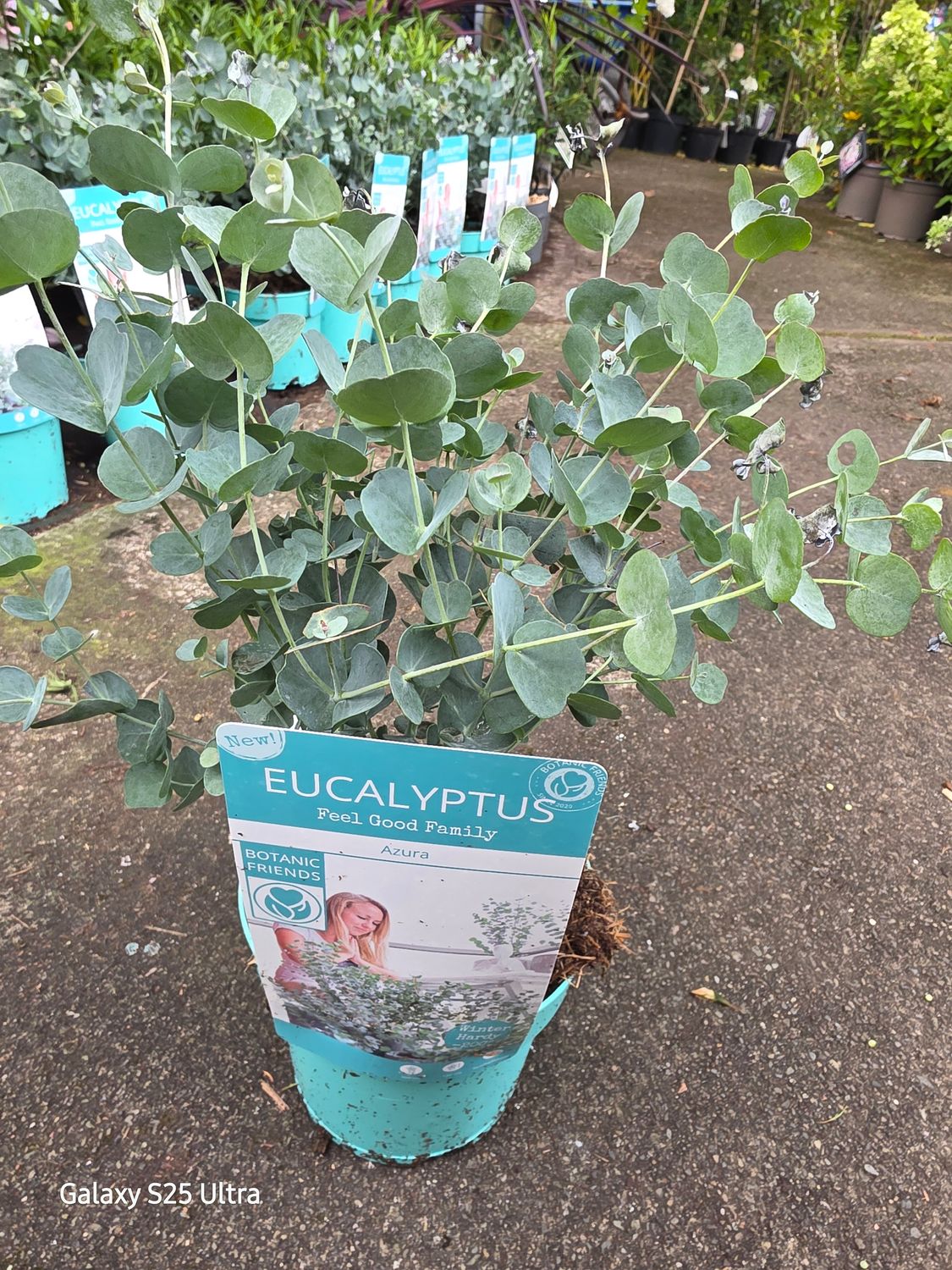 Eucalyptus &quot;Gunni Azura&quot;
