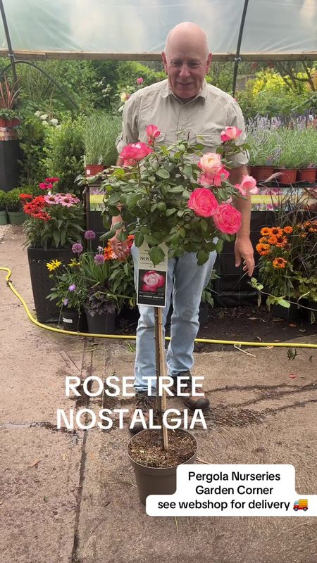 Standard Rose 'Nostalgia' Standard tree type rose on a stem. Flowers from June until October. Height on a stem approximately 1.2 Mt