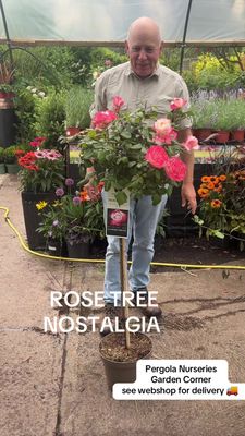 Standard Rose 'Nostalgia' Standard tree type rose on a stem. Flowers from June until October. Height on a stem approximately 1.2 Mt