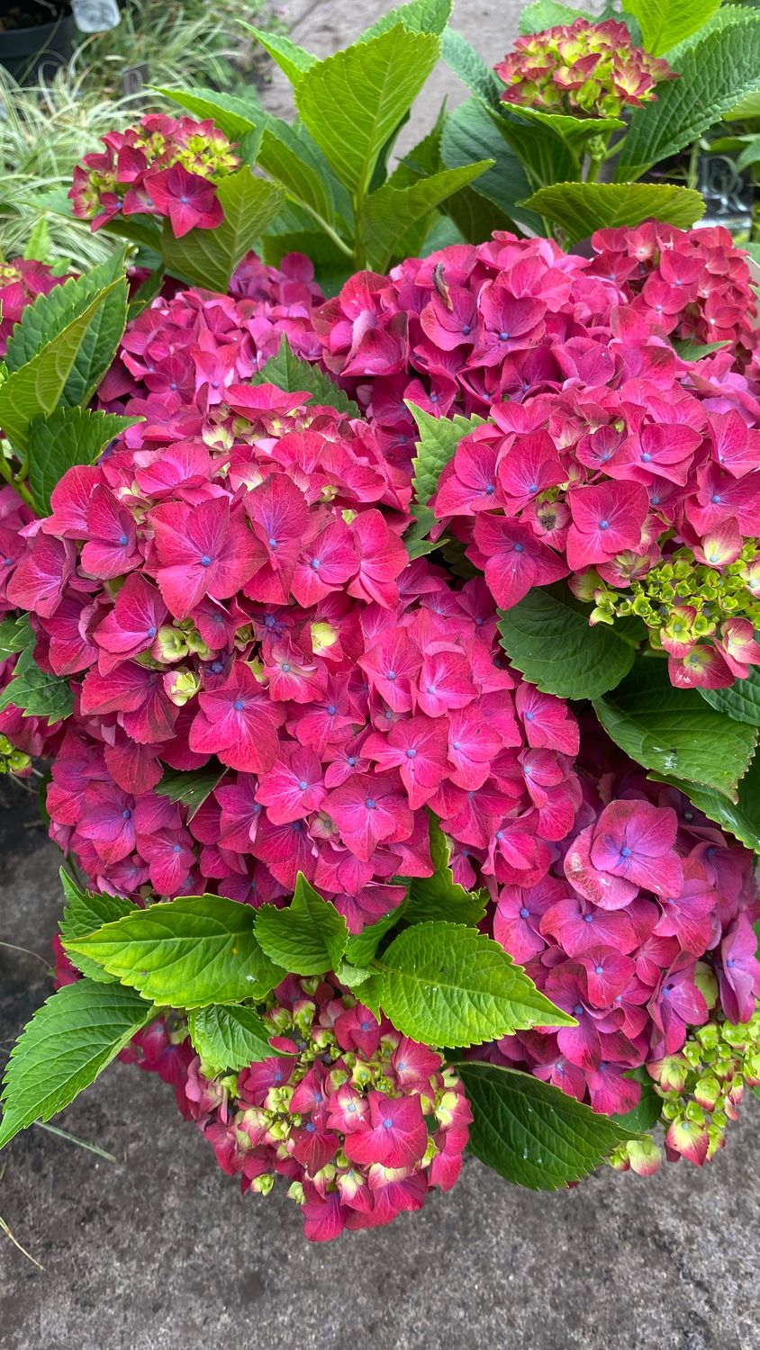Hydrangea Hot Red Mop
