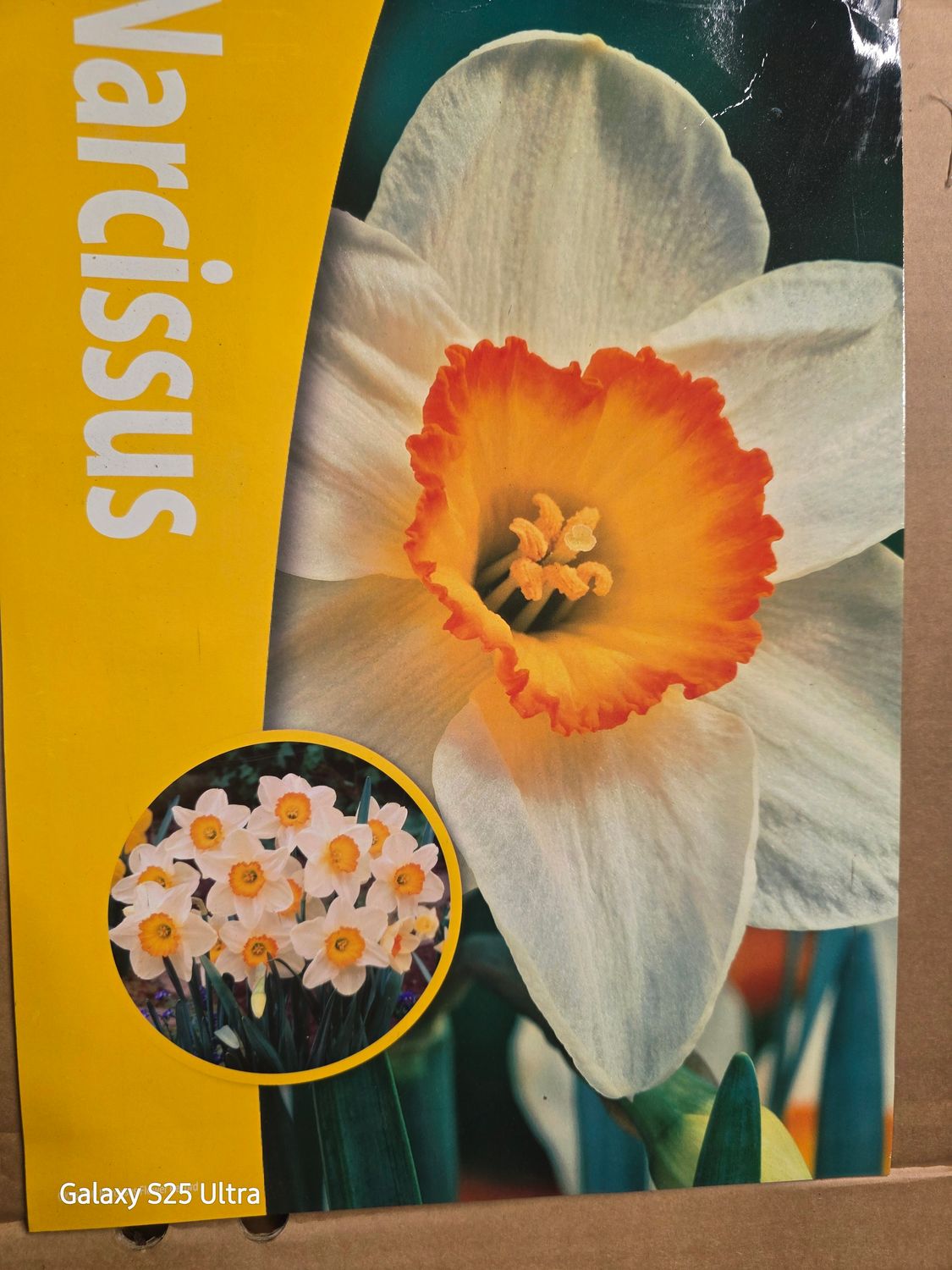 10 Narcises &quot;Flower record&quot;