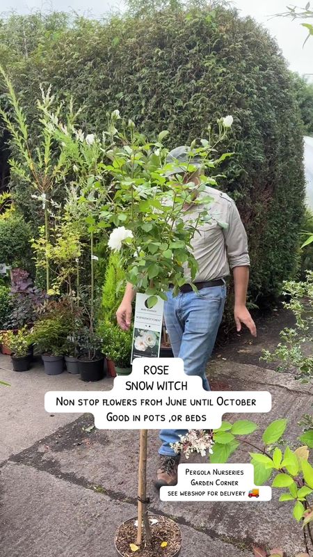STANDARD TREE ROSE SNOW WITCH ..flowers are a perfect clear white and flower non stop from June until October . . Loved by bees and pollinators . Plant in a sunny and free draining spot