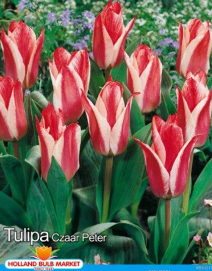 10 Dwarf Tulips Czar Peter
