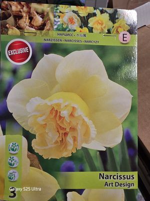 3 Daffodil Narcissus &quot;Art Design&quot;