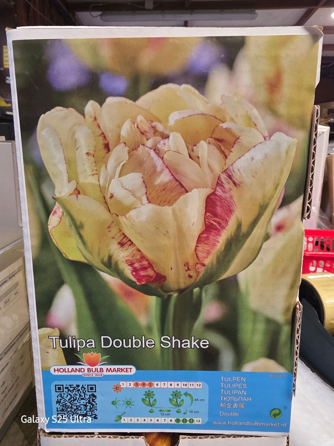 10 Tulip 🌷 &quot;Double Shake&quot;