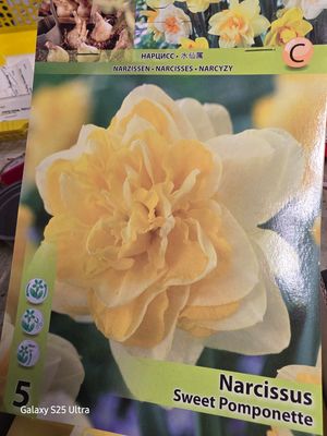5 Daffodil&quot;Sweet Pomponette&quot;