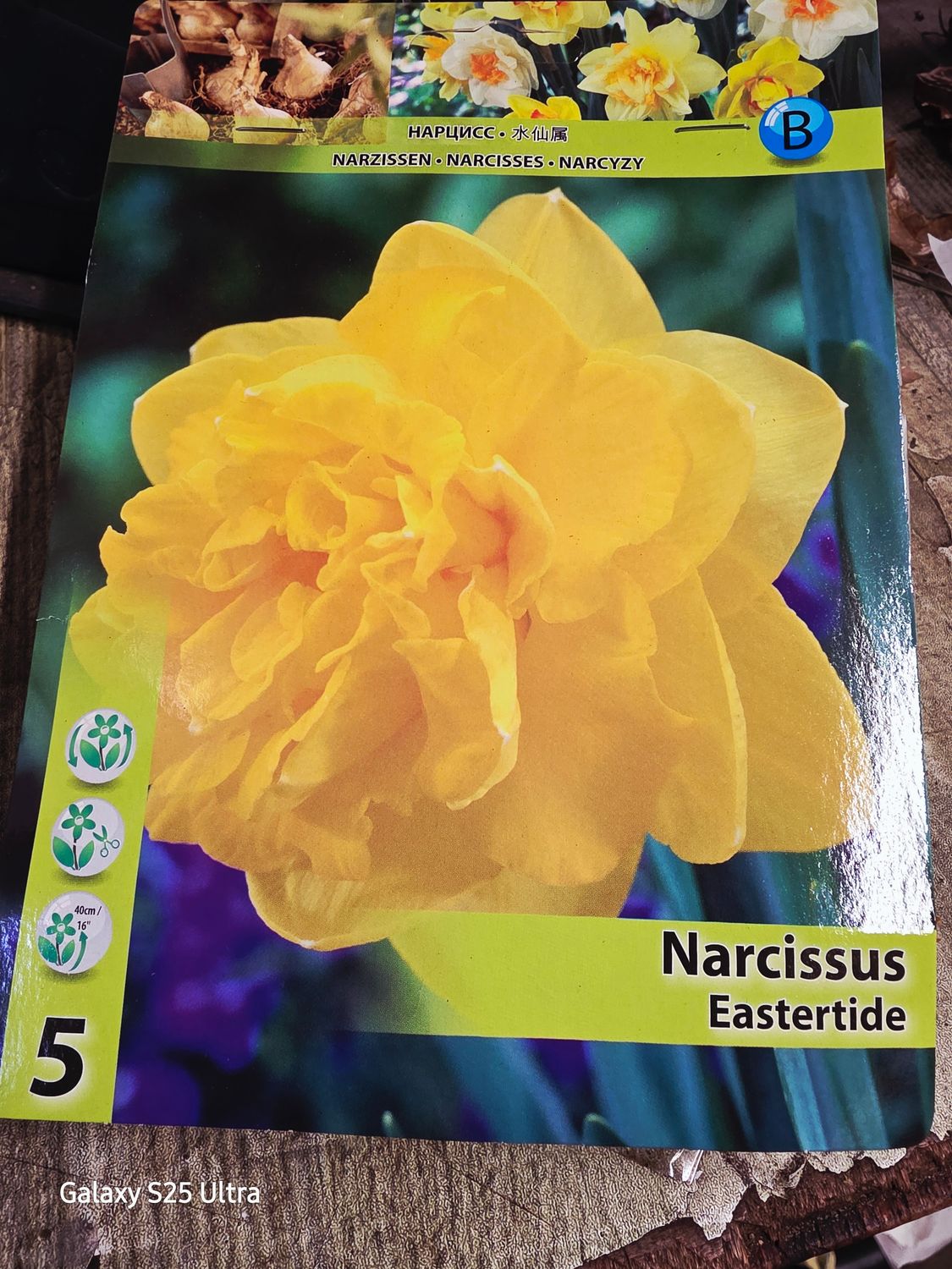 5 Narcises &quot;Eastertide&quot;