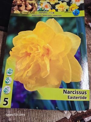 5 Daffodil&quot;Eastertide&quot;