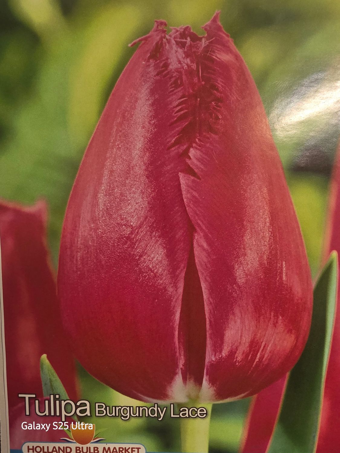 10 Tulip 🌷 &quot;Burgundy Lace&quot;