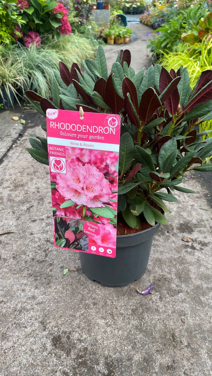 Rhododendron Wine &amp; Roses