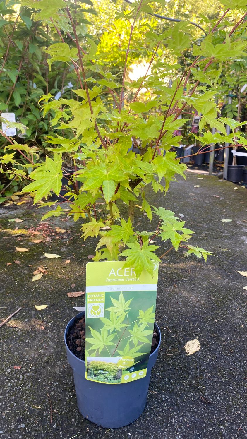 Acer Summer Gold