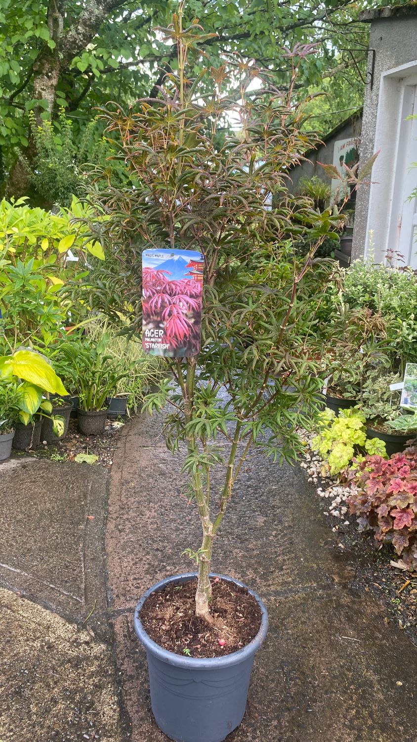 Acer Palmatum Starfish