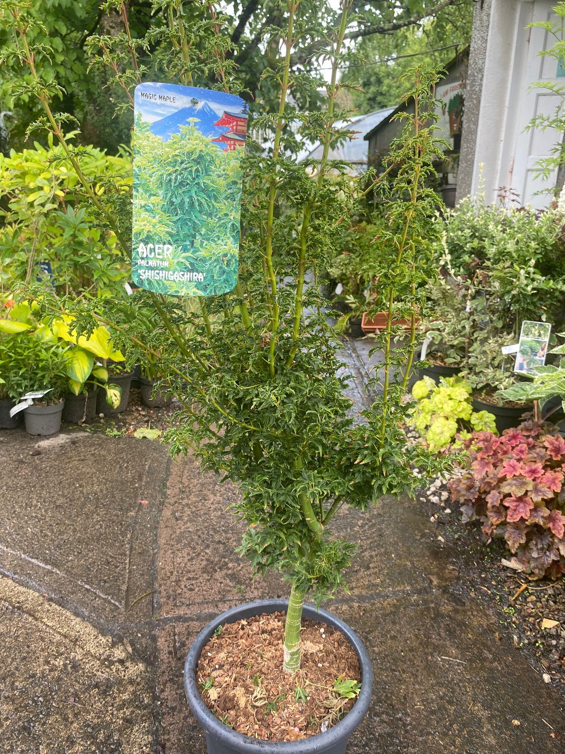 Acer Palmatum Shishigashira
